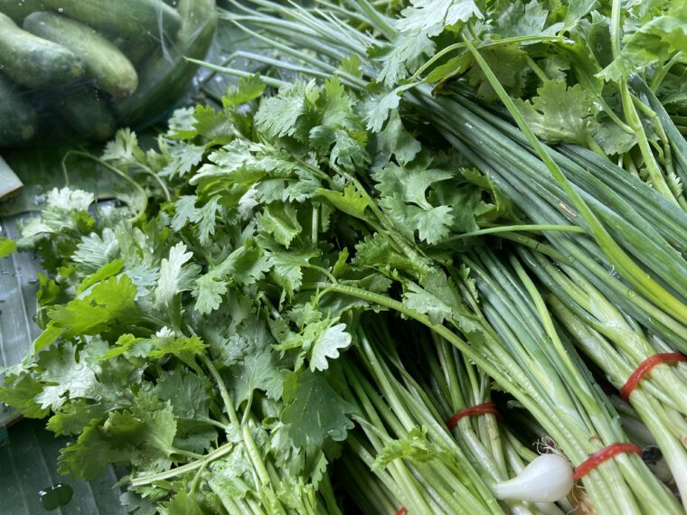 タイハーブ野菜【市場のパクチー】